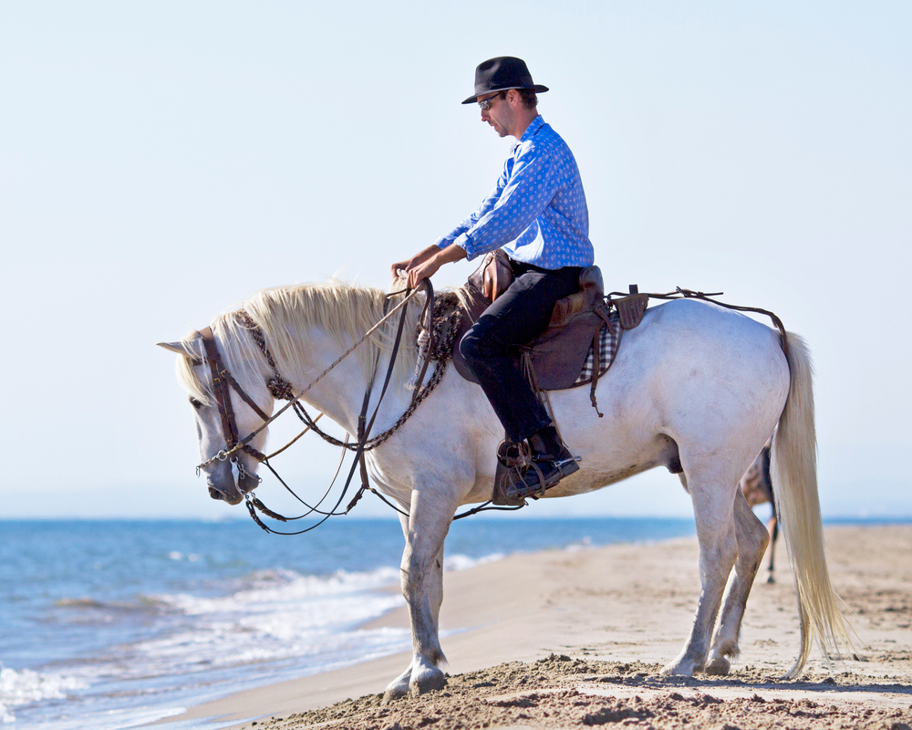 Veterans and horse therapy