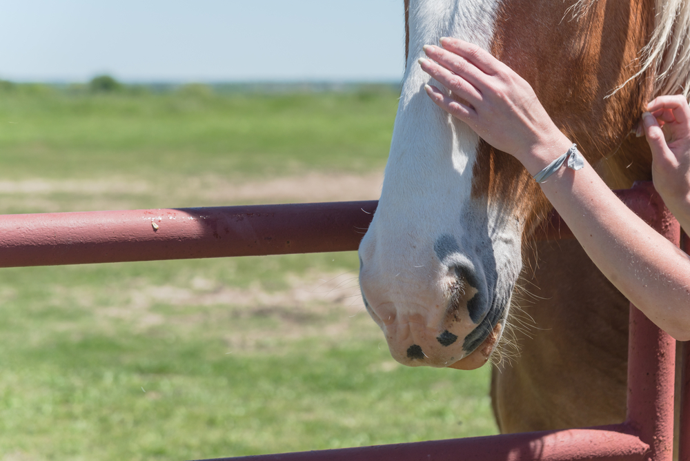 a picture of a horse helping someine deal with traumatic experiences and other mental health issues